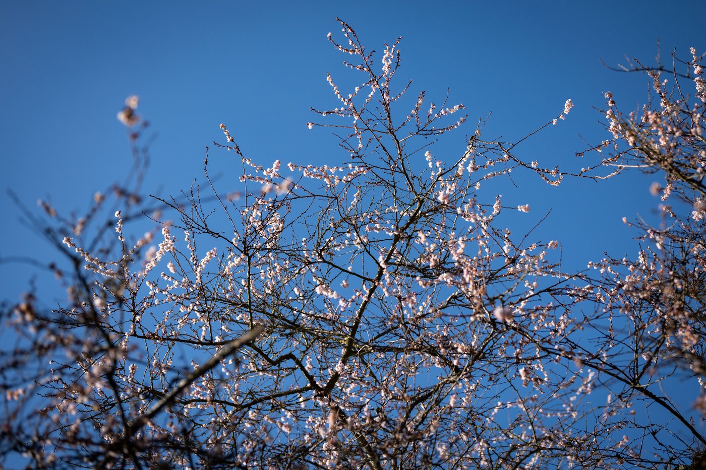 B.C.'s balmy January brings out blossoms, but a cold snap could put plants in peril | iNFOnews.ca