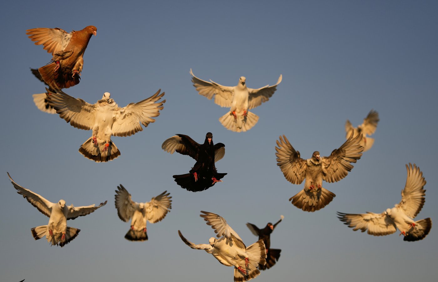 Photos of a Beirut woman's rooftop sanctuary for pigeons | iNFOnews.ca