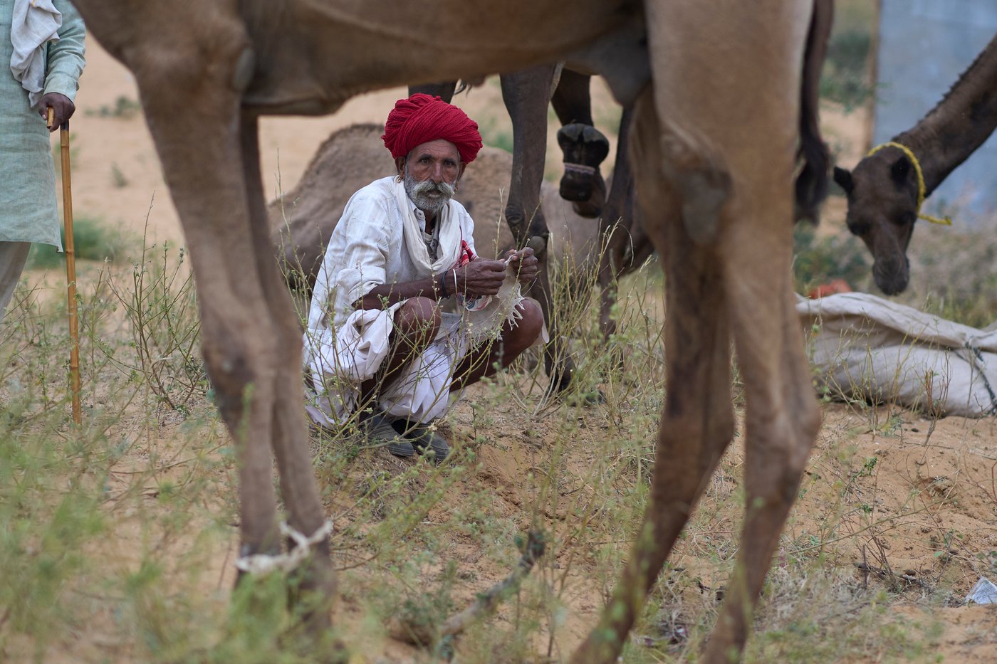 A camel fair in India's desert town of Pushkar draws traders and tourists, in photos | iNFOnews.ca