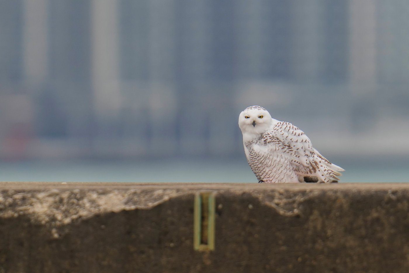 A pair of snowy owls spotted along Lake Michigan beach draws crowds in Chicago | iNFOnews.ca