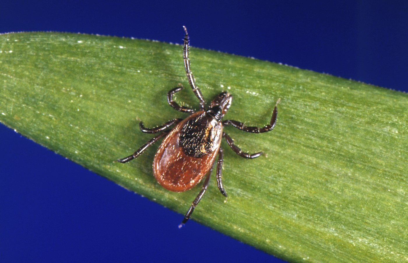 Invasive, disease-carrying tick found in Maine, the farthest northeast it has been spotted | iNFOnews.ca Invasive, disease-carrying tick found in Maine, the farthest northeast it has been spotted | iNFOnews.ca