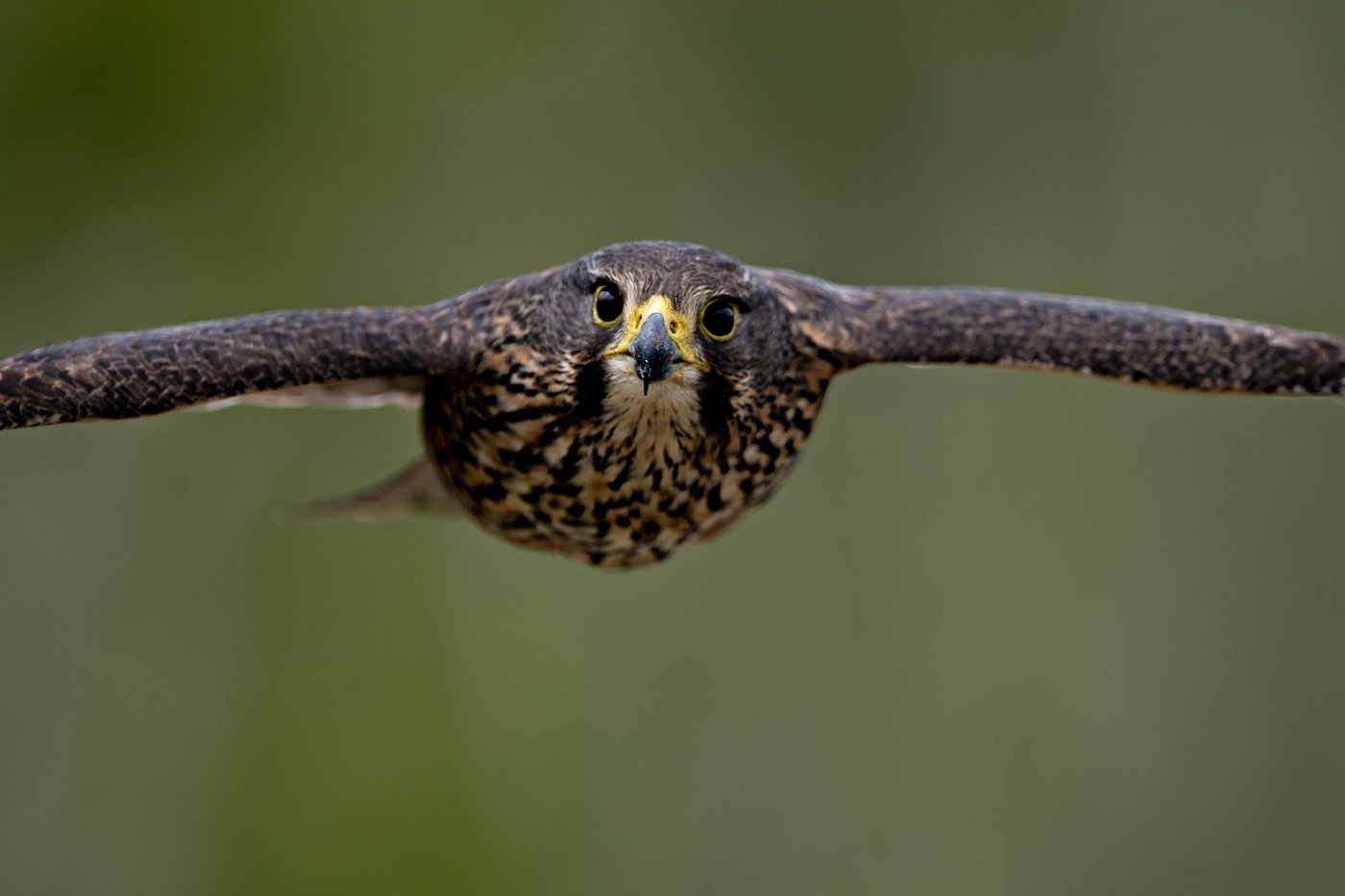 A raptor with no qualms about eating its opponents wins New Zealand's annual bird election | iNFOnews.ca