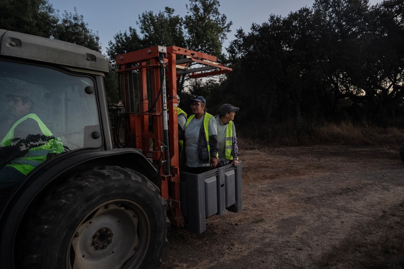 In the cool of a Portugal night, it’s time to pick the grapes | iNFOnews.ca