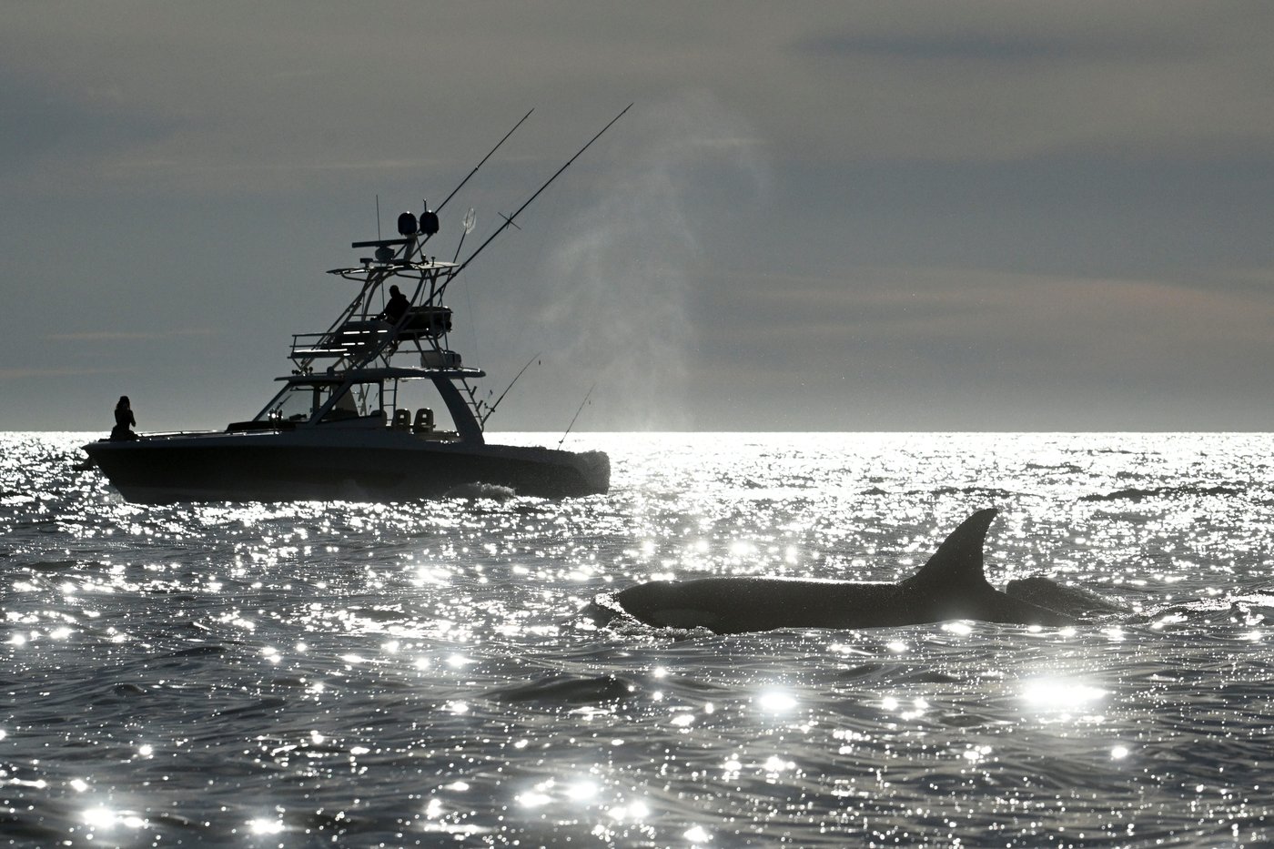 Republicans try to weaken 50-year-old law protecting whales, seals and polar bears | iNFOnews.ca Republicans try to weaken 50-year-old law protecting whales, seals and polar bears | iNFOnews.ca