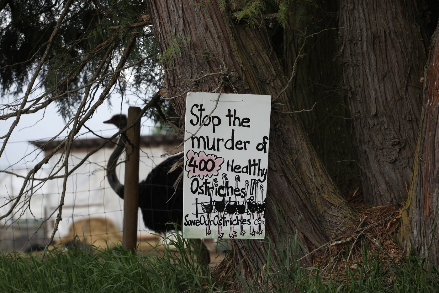 A timeline of B.C. ostrich farm's battle to prevent cull of 400 birds | iNFOnews.ca