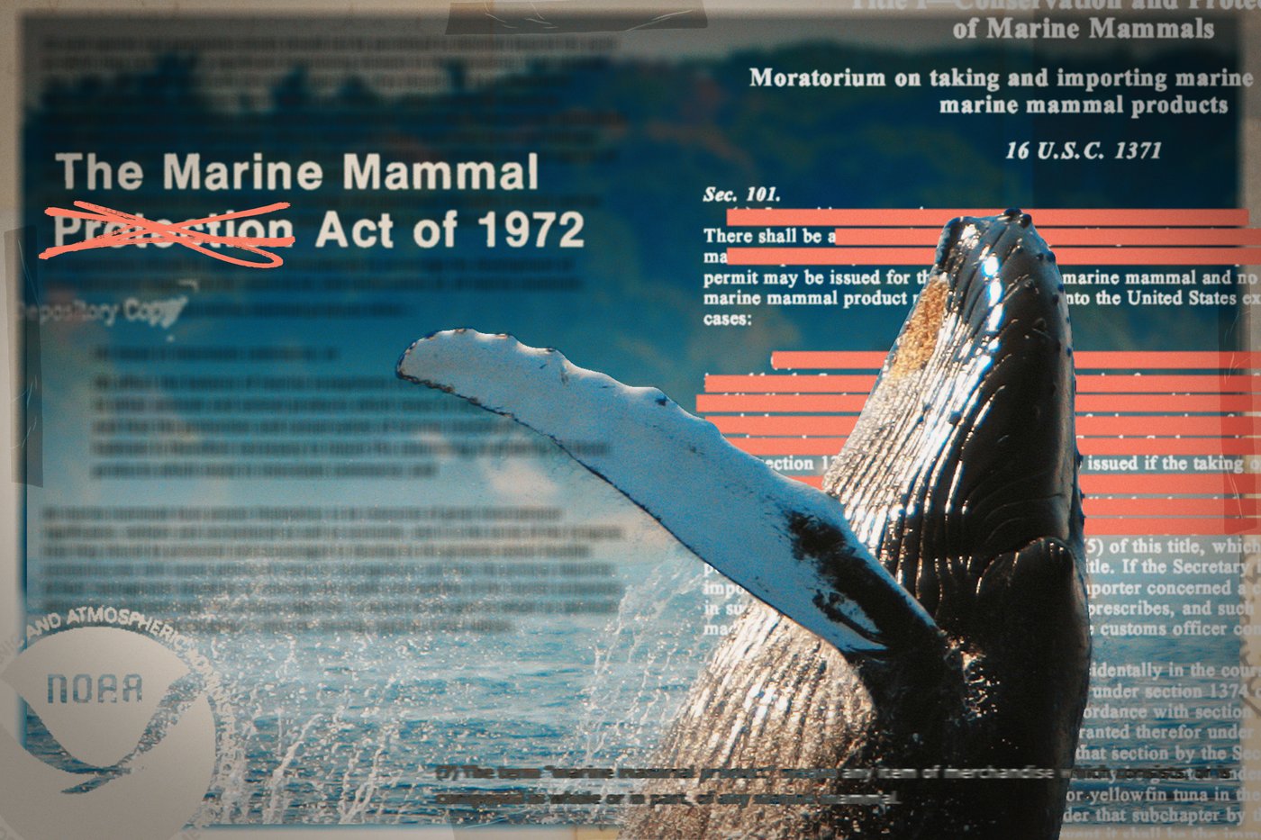 Republicans try to weaken 50-year-old law protecting whales, seals and polar bears | iNFOnews.ca Republicans try to weaken 50-year-old law protecting whales, seals and polar bears | iNFOnews.ca