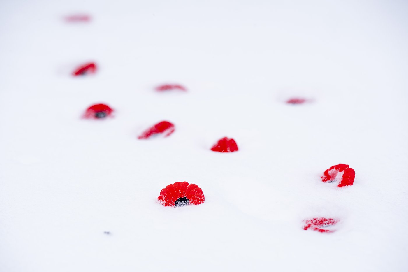 'It's about all of us': Armed Forces, veterans gather for Remembrance Day in Montreal | iNFOnews.ca 'It's about all of us': Armed Forces, veterans gather for Remembrance Day in Montreal | iNFOnews.ca