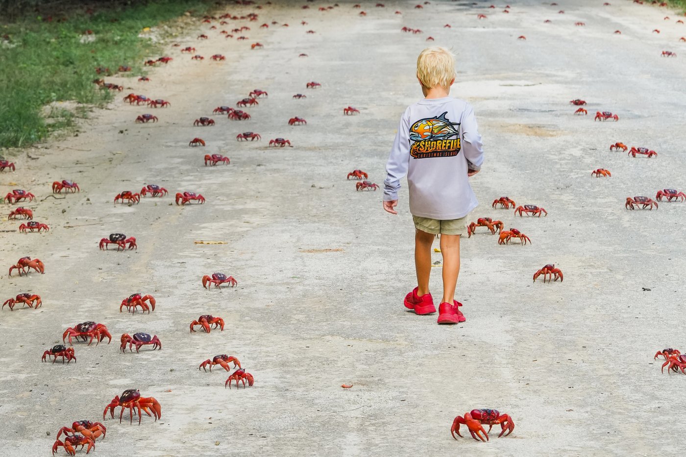 People use garden tools to protect millions of migrating red crabs on Christmas Island | iNFOnews.ca People use garden tools to protect millions of migrating red crabs on Christmas Island | iNFOnews.ca