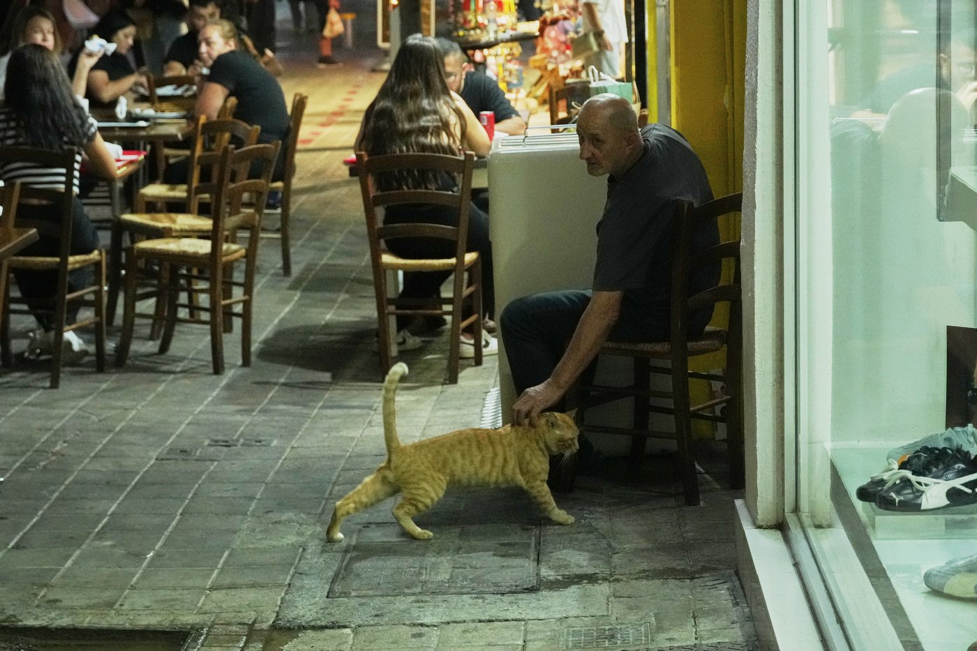 An estimated 1 million cats prowl the streets of Cyprus as officials scramble to check their numbers | iNFOnews.ca An estimated 1 million cats prowl the streets of Cyprus as officials scramble to check their numbers | iNFOnews.ca