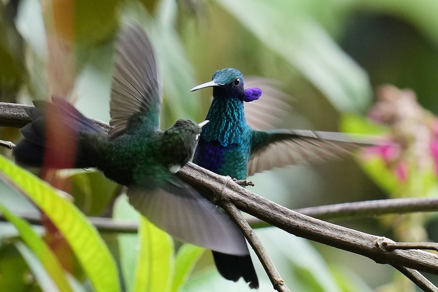 An ancient forest in Ecuador is the last stand for a tiny hummingbird facing extinction | iNFOnews.ca