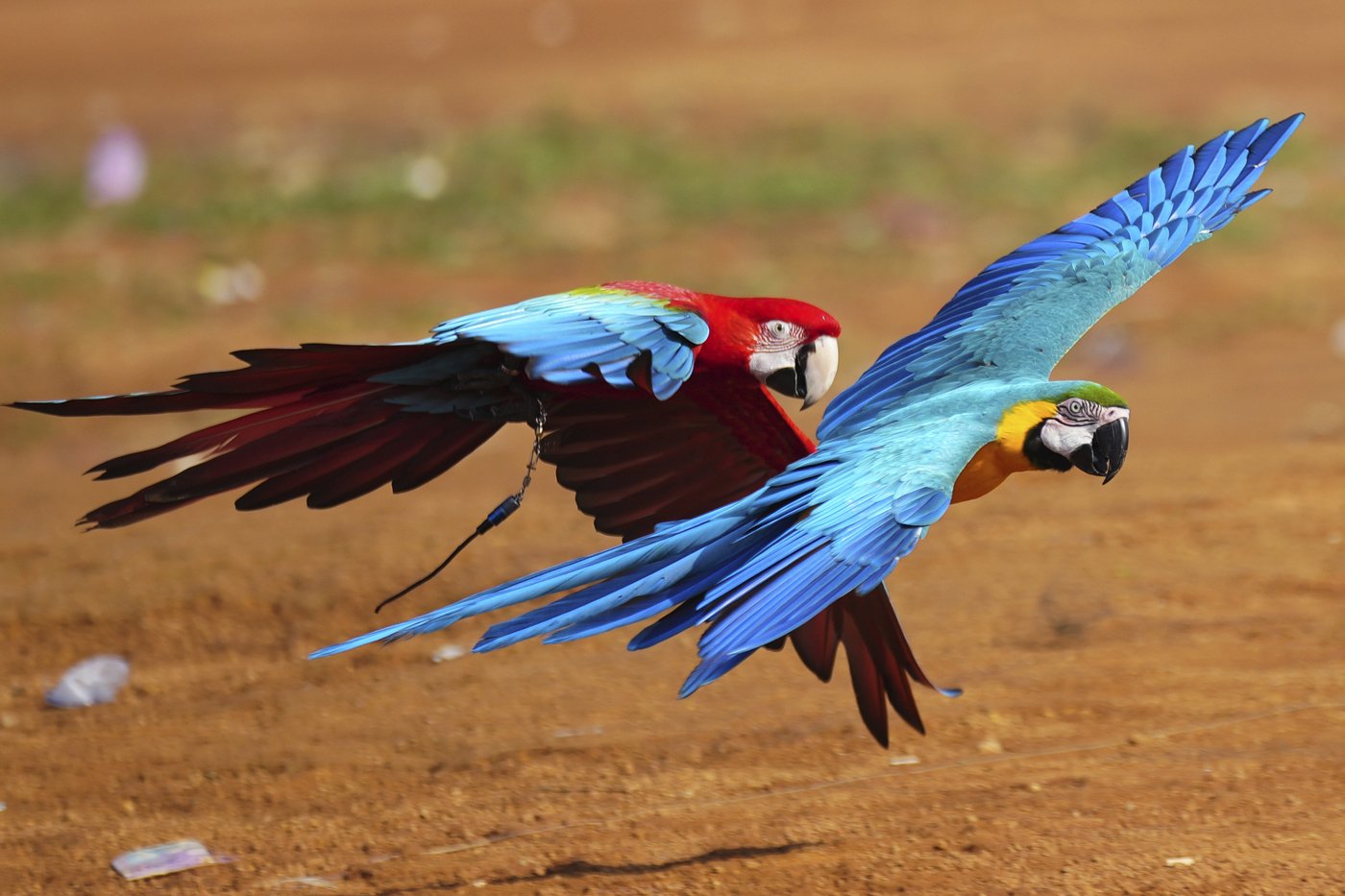 Photos show how an Indonesian motorbike mechanic became a macaw trainer | iNFOnews.ca