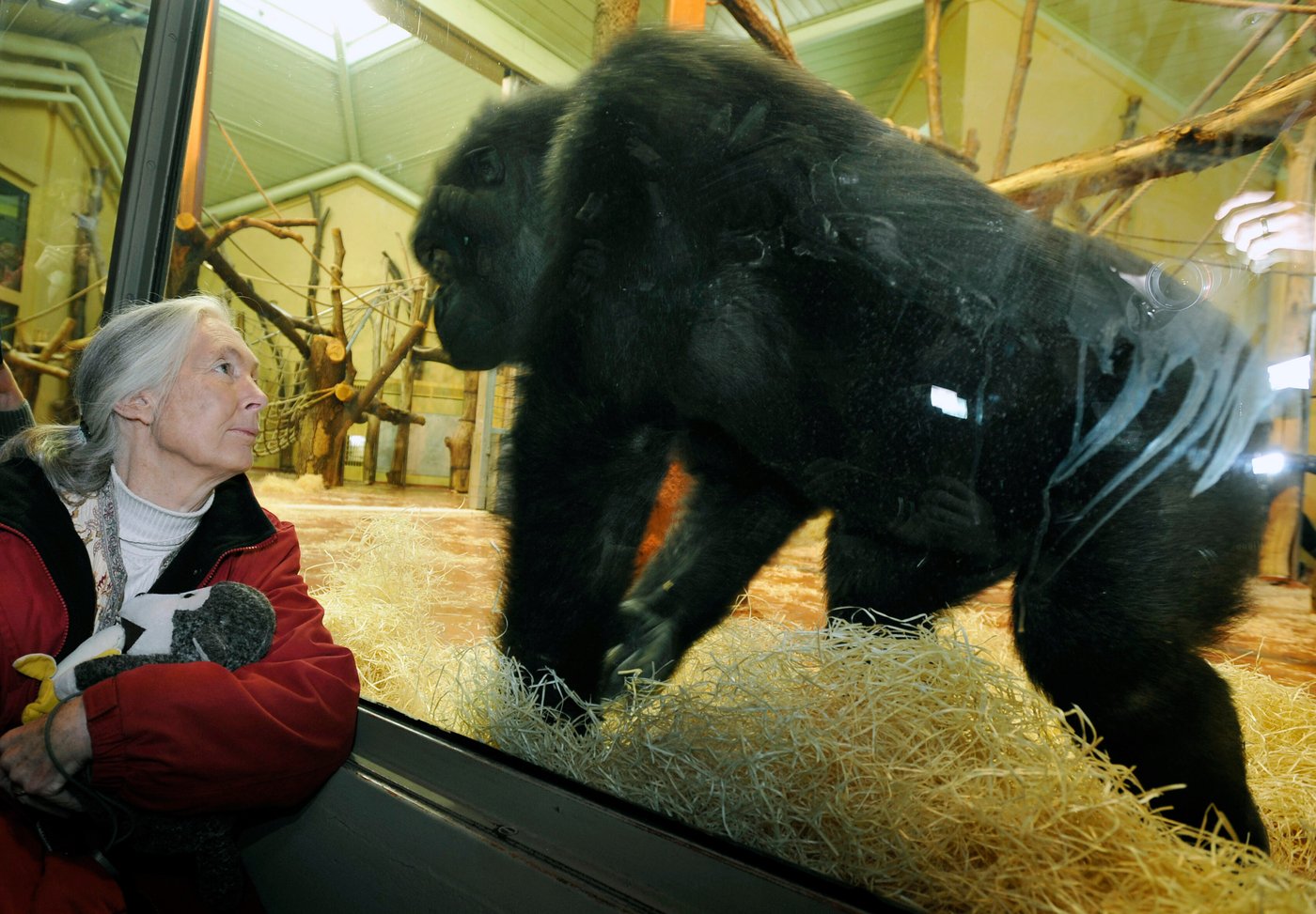 Remembering Jane Goodall in photos: the conservationist renowned for chimpanzee research | iNFOnews.ca