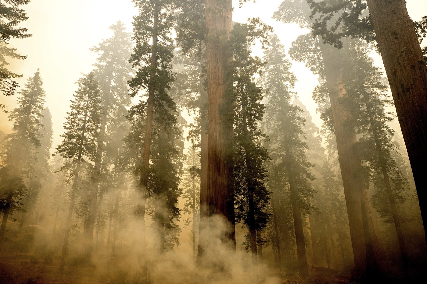 Grove of giant sequoia trees burns in California's Sierra National Forest | iNFOnews.ca Grove of giant sequoia trees burns in California's Sierra National Forest | iNFOnews.ca