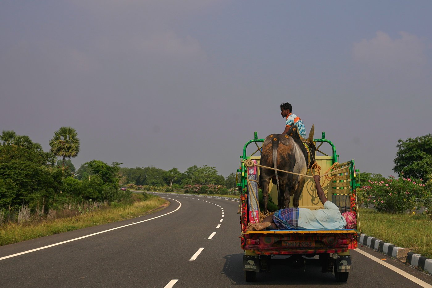 PHOTO ESSAY: Centuries-old bull festival in southern India remains a popular draw | iNFOnews.ca