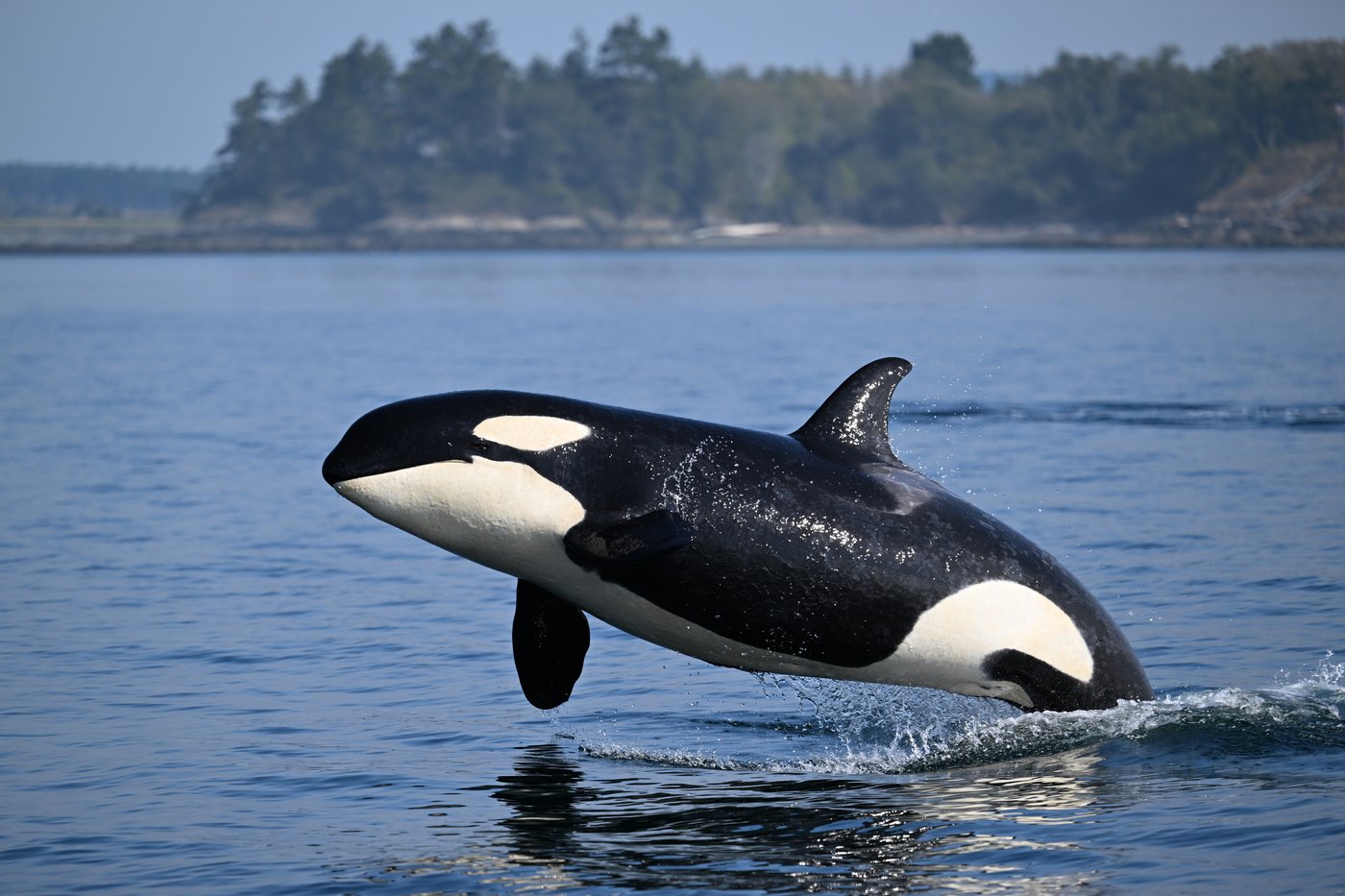 Southern resident killer whales show signs of slow decline toward disappearance | iNFOnews.ca