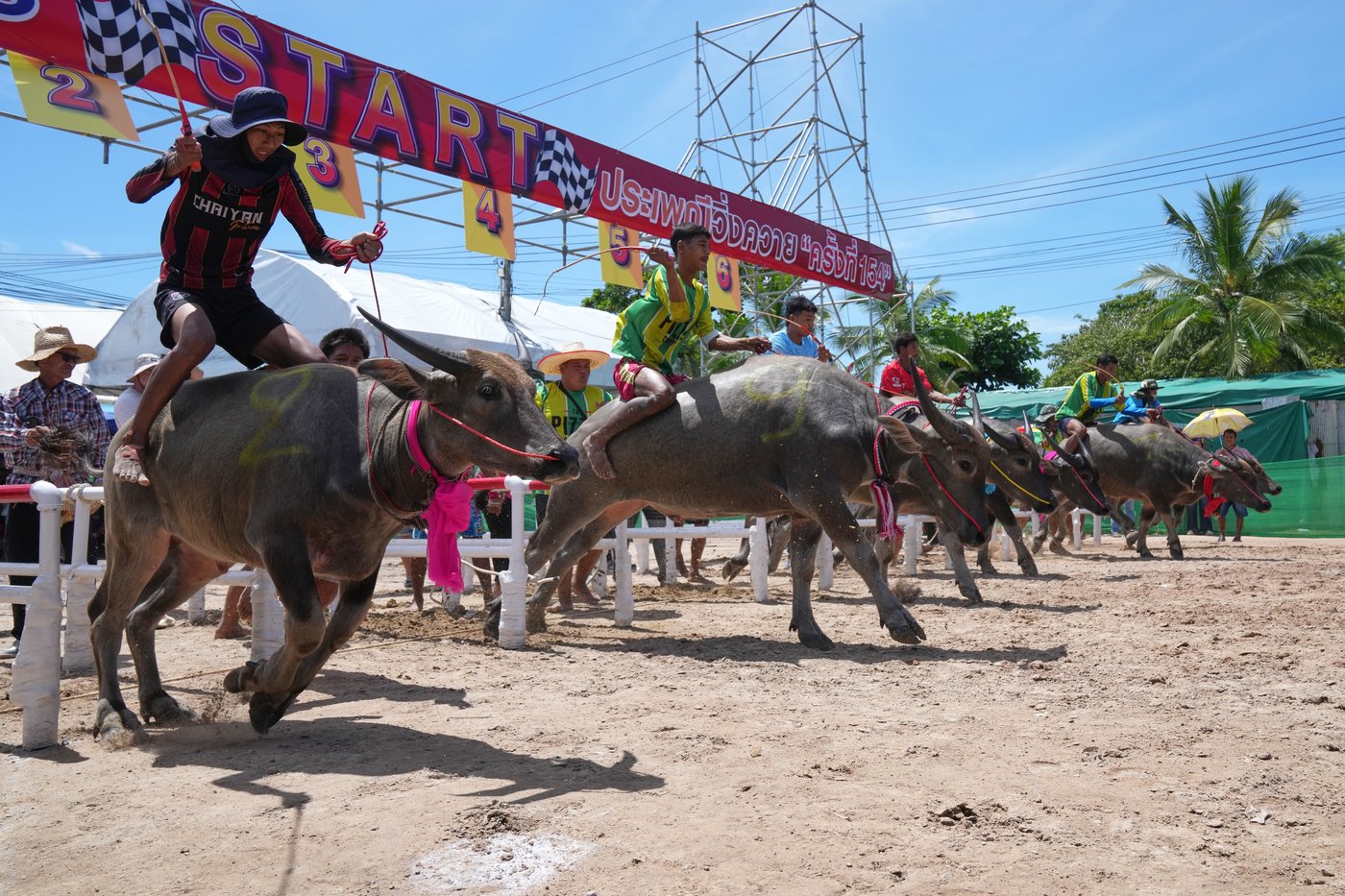 Photos show a water buffalo festival in Thailand at the start of harvest season | iNFOnews.ca