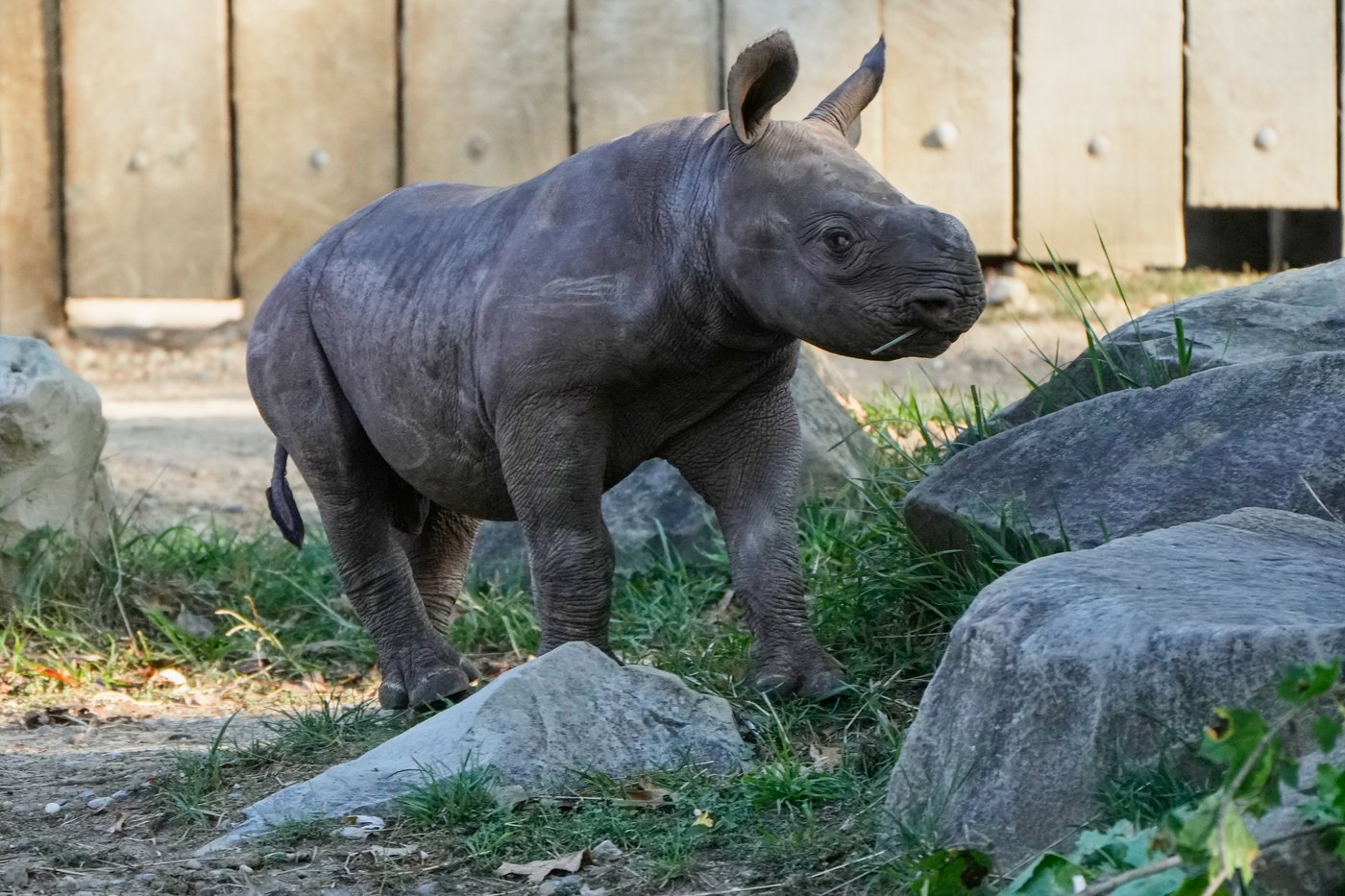 Critically endangered baby black rhino makes its debut at Cleveland zoo | iNFOnews.ca Critically endangered baby black rhino makes its debut at Cleveland zoo | iNFOnews.ca