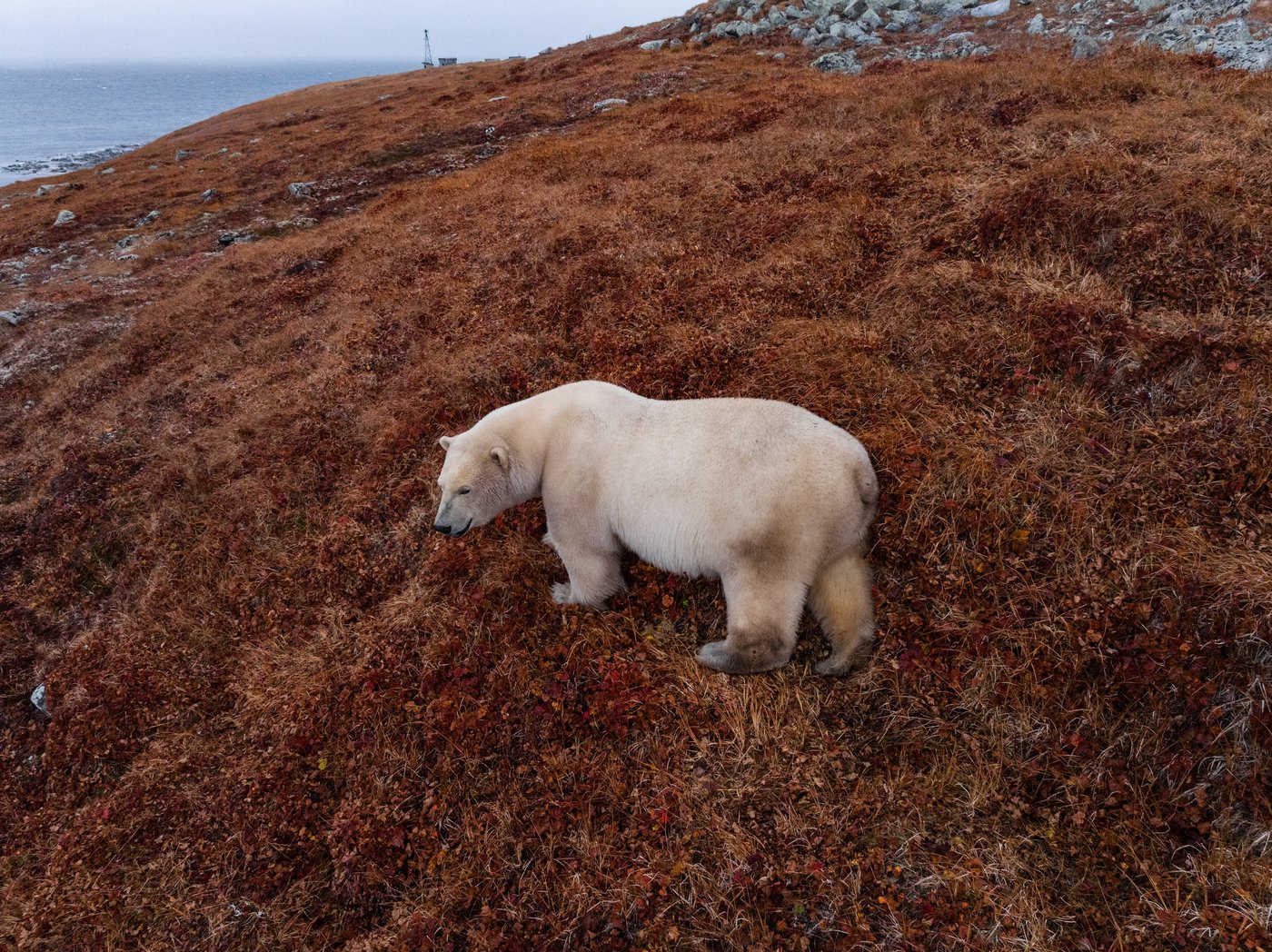 Photos show polar bears chilling at home in abandoned Russian research station | iNFOnews.ca