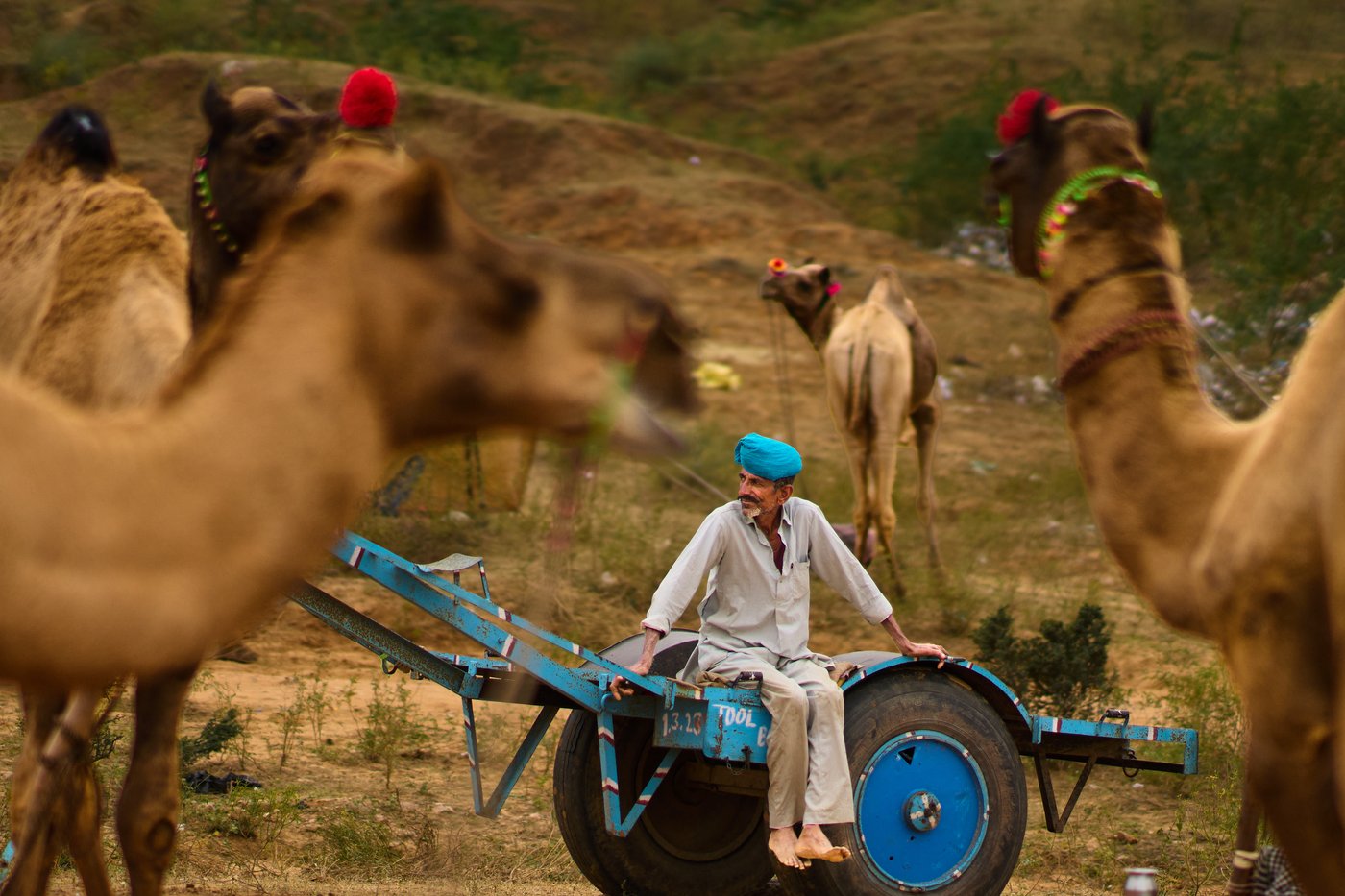 A camel fair in India's desert town of Pushkar draws traders and tourists, in photos | iNFOnews.ca
