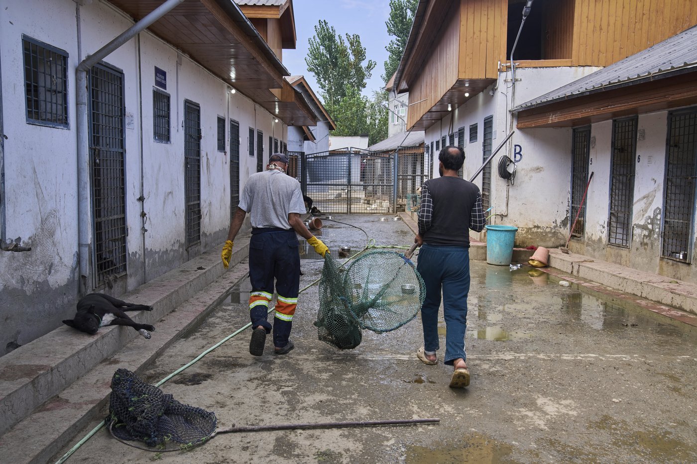 Photos of stray dogs in Indian-controlled Kashmir and attempts to control their population | iNFOnews.ca