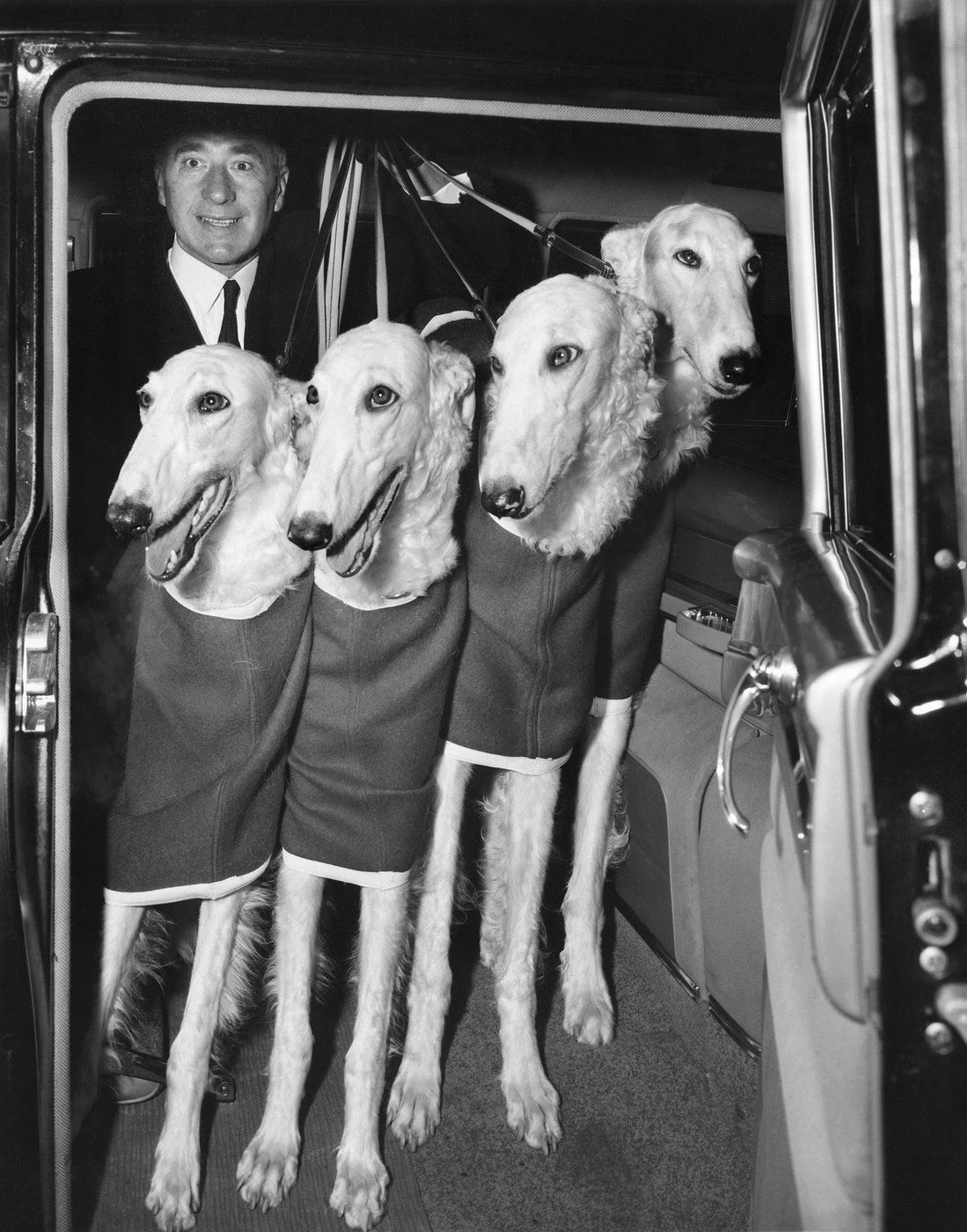 The Westminster dog show is turning 150. Here's what has - and hasn't - changed over time | iNFOnews.ca