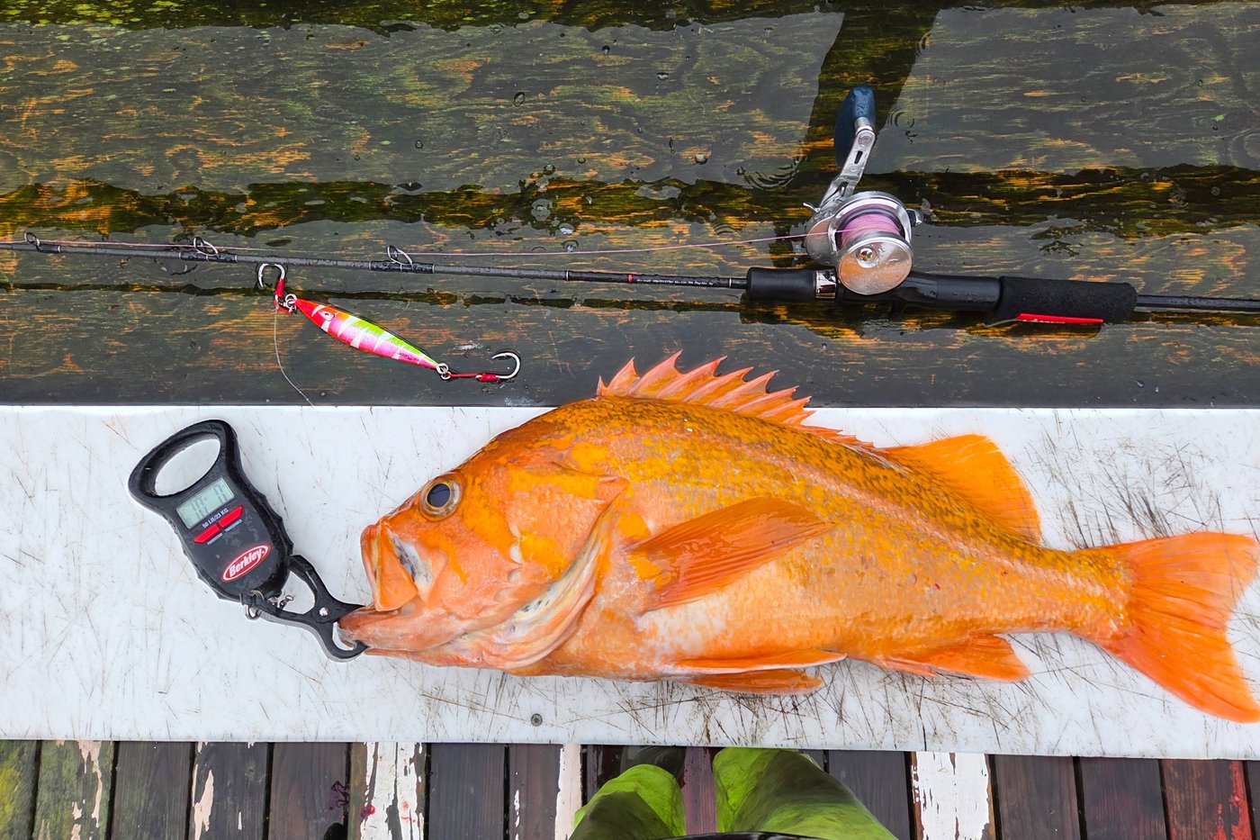A California fisherman may have broken records by catching a 10.25-pound canary rockfish | iNFOnews.ca