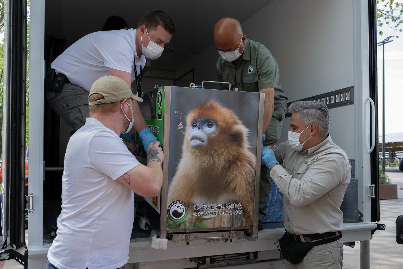 China's rare golden monkeys debut at European zoos, a possible successor to 'panda diplomacy' | iNFOnews.ca China's rare golden monkeys debut at European zoos, a possible successor to 'panda diplomacy' | iNFOnews.ca
