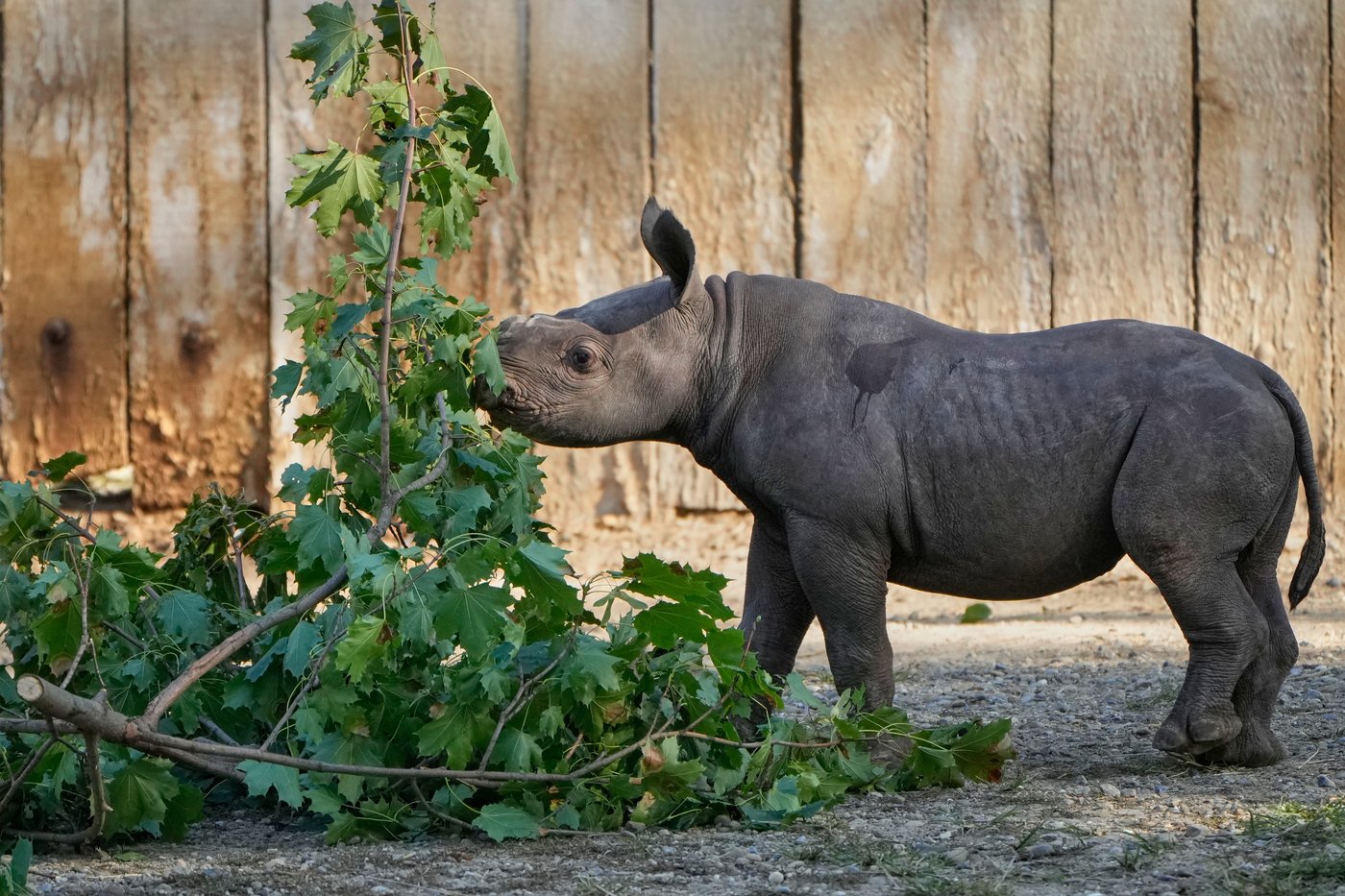 Critically endangered baby black rhino makes its debut at Cleveland zoo | iNFOnews.ca Critically endangered baby black rhino makes its debut at Cleveland zoo | iNFOnews.ca