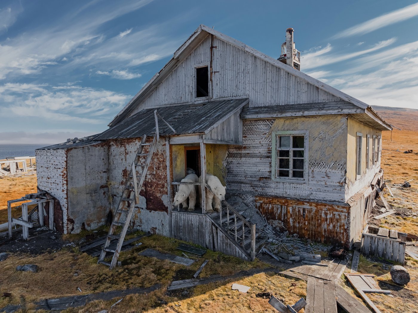 Photos show polar bears chilling at home in abandoned Russian research station | iNFOnews.ca