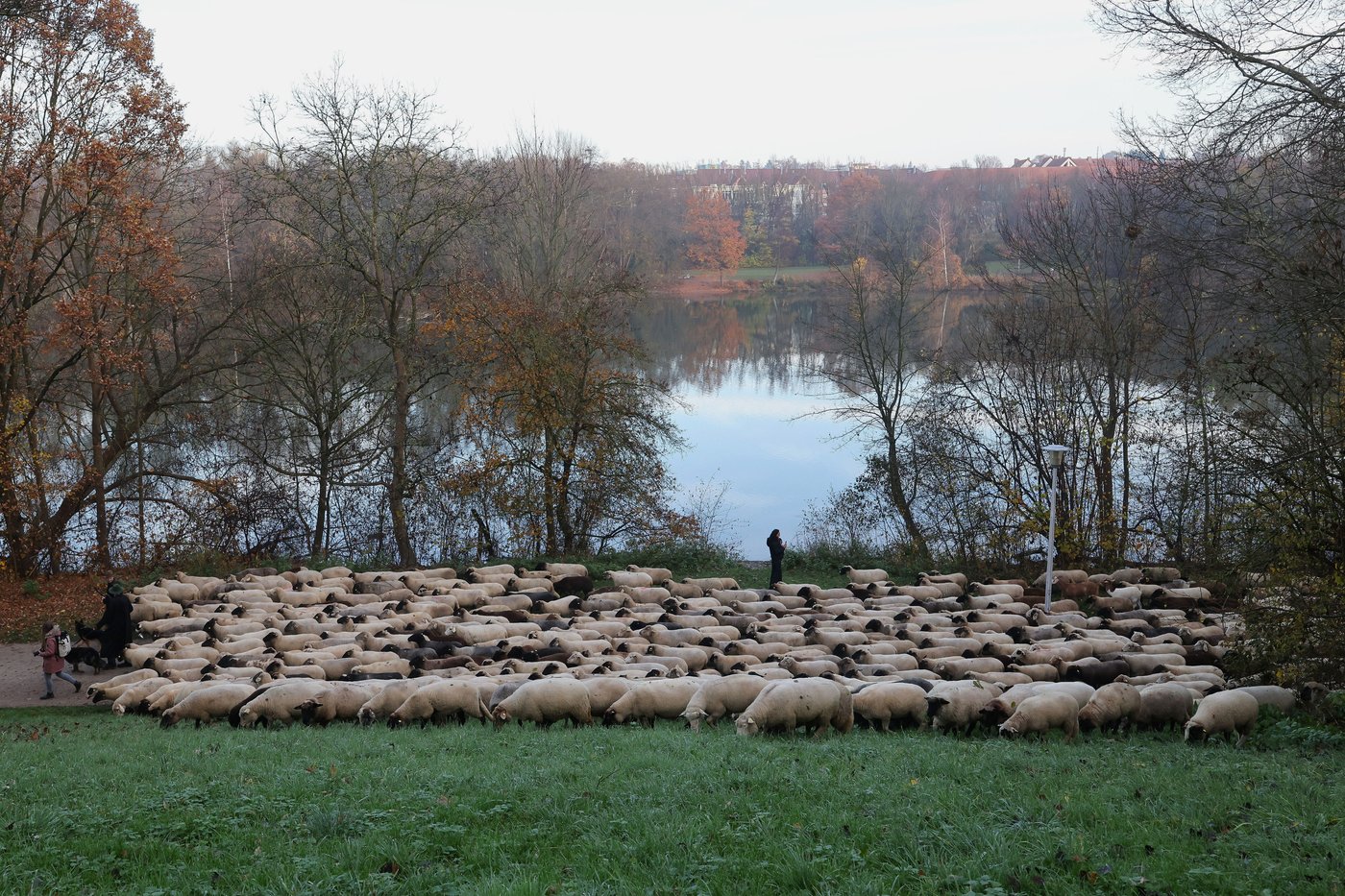 Make way for the flock! Hundreds of sheep head through German city to their winter pastures | iNFOnews.ca Make way for the flock! Hundreds of sheep head through German city to their winter pastures | iNFOnews.ca