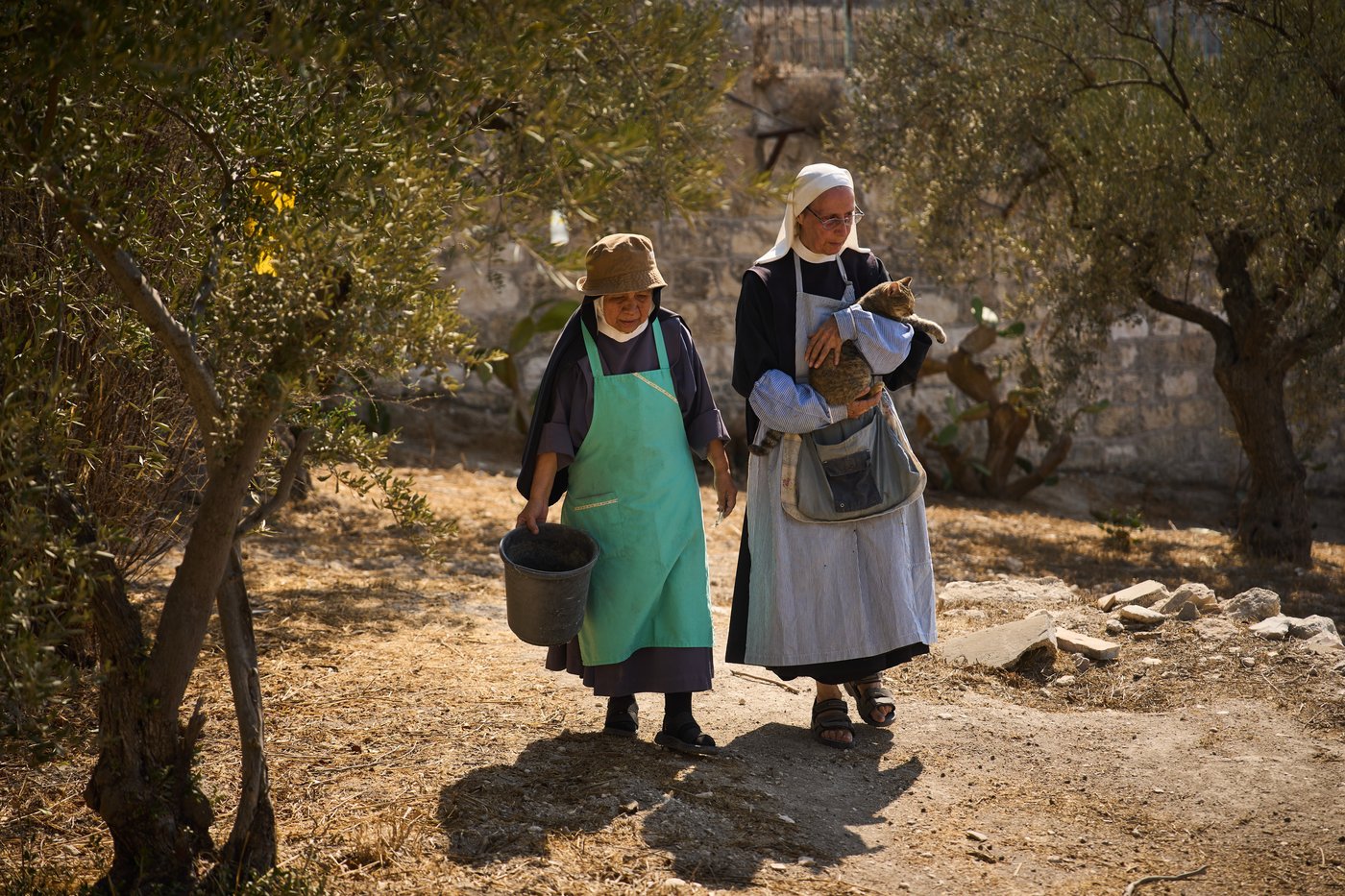 Photos show monks and nuns harvesting olives on the Holy Land’s Mount of Olives | iNFOnews.ca