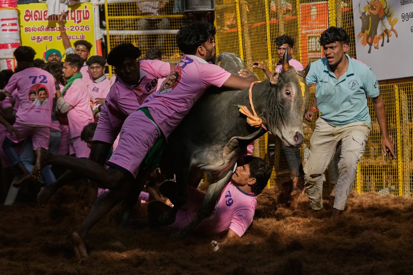 PHOTO ESSAY: Centuries-old bull festival in southern India remains a popular draw | iNFOnews.ca