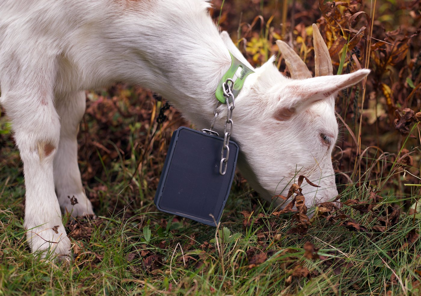Livestock landscaping: Vermont ski areas employ goats and sheep to clear the slopes | iNFOnews.ca