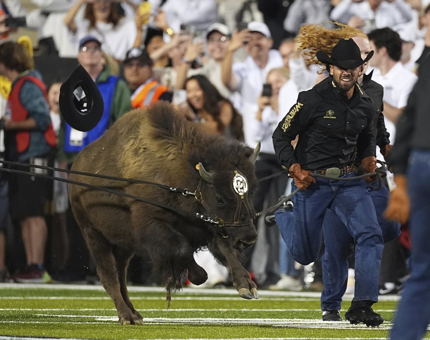 Colorado's live mascot Ralphie VII makes her debut at Folsom Field in front of cheering crowd | iNFOnews.ca Colorado's live mascot Ralphie VII makes her debut at Folsom Field in front of cheering crowd | iNFOnews.ca
