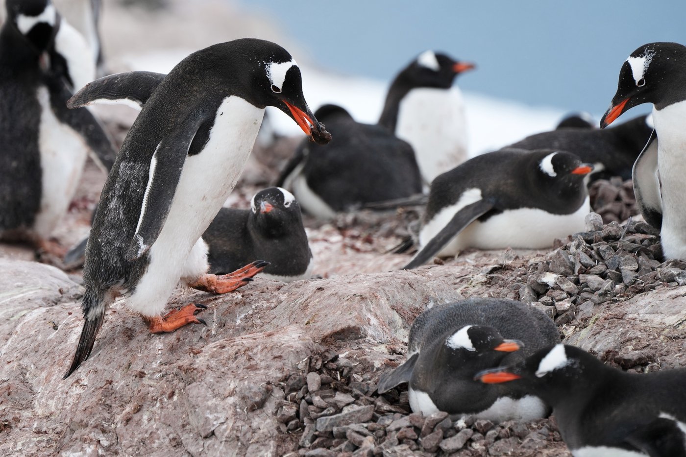 In Antarctica, photos show a remote area teeming with life amid growing risks from climate change | iNFOnews.ca