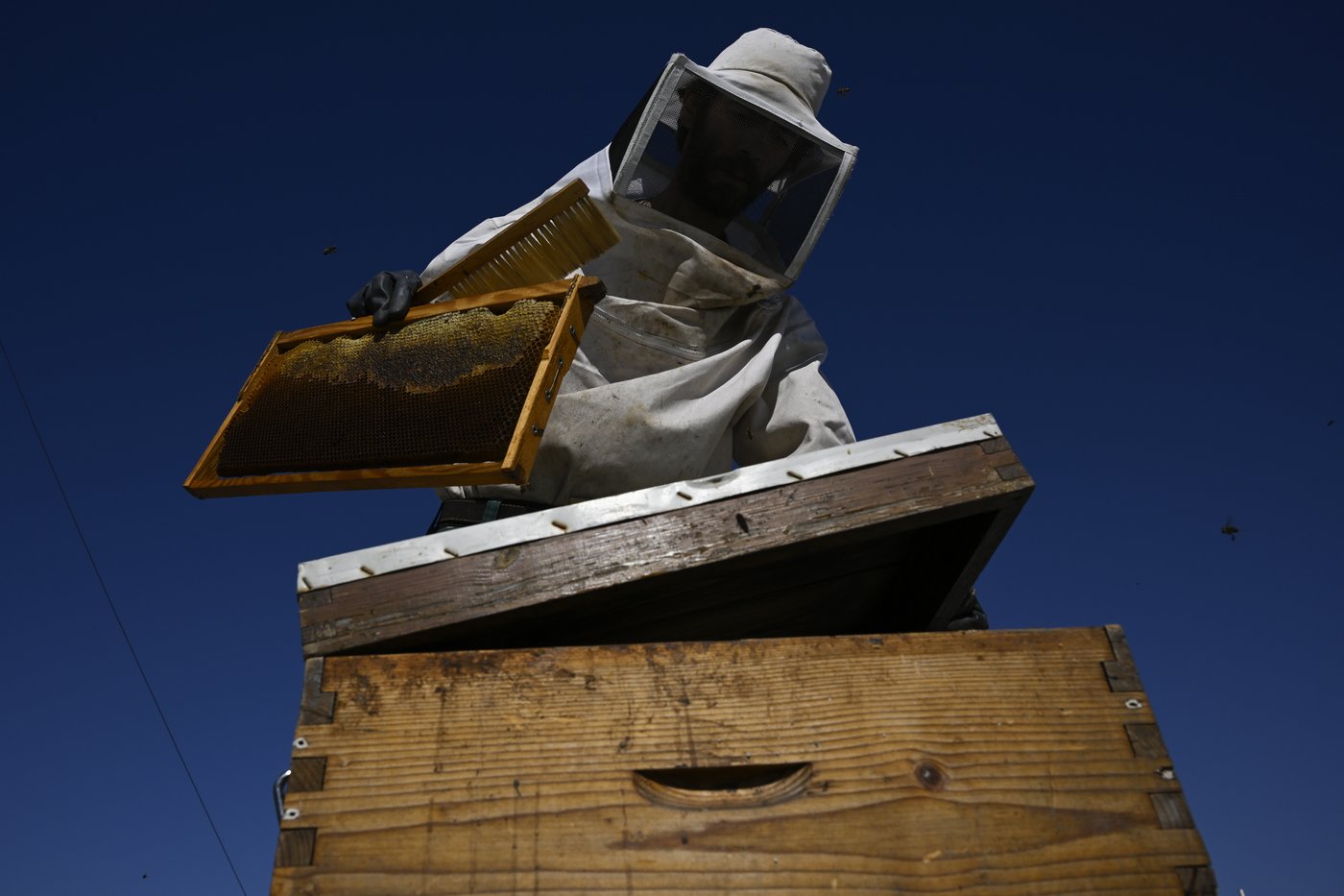 Rooftop beekeeping in Athens: A new buzz in urban ecosystems, in photos | iNFOnews.ca