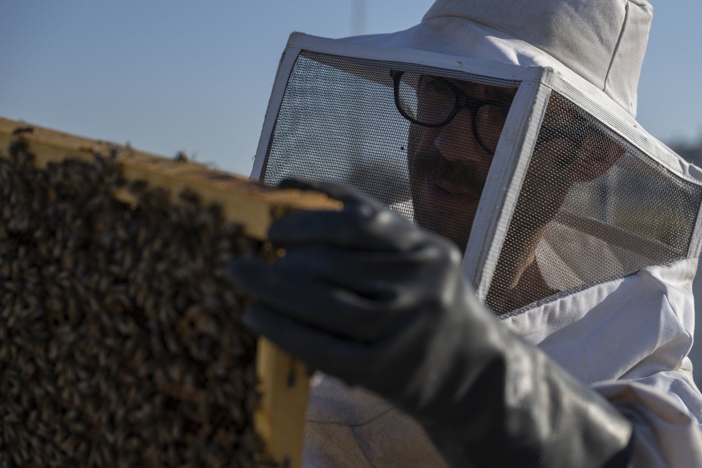 Rooftop beekeeping in Athens: A new buzz in urban ecosystems, in photos | iNFOnews.ca