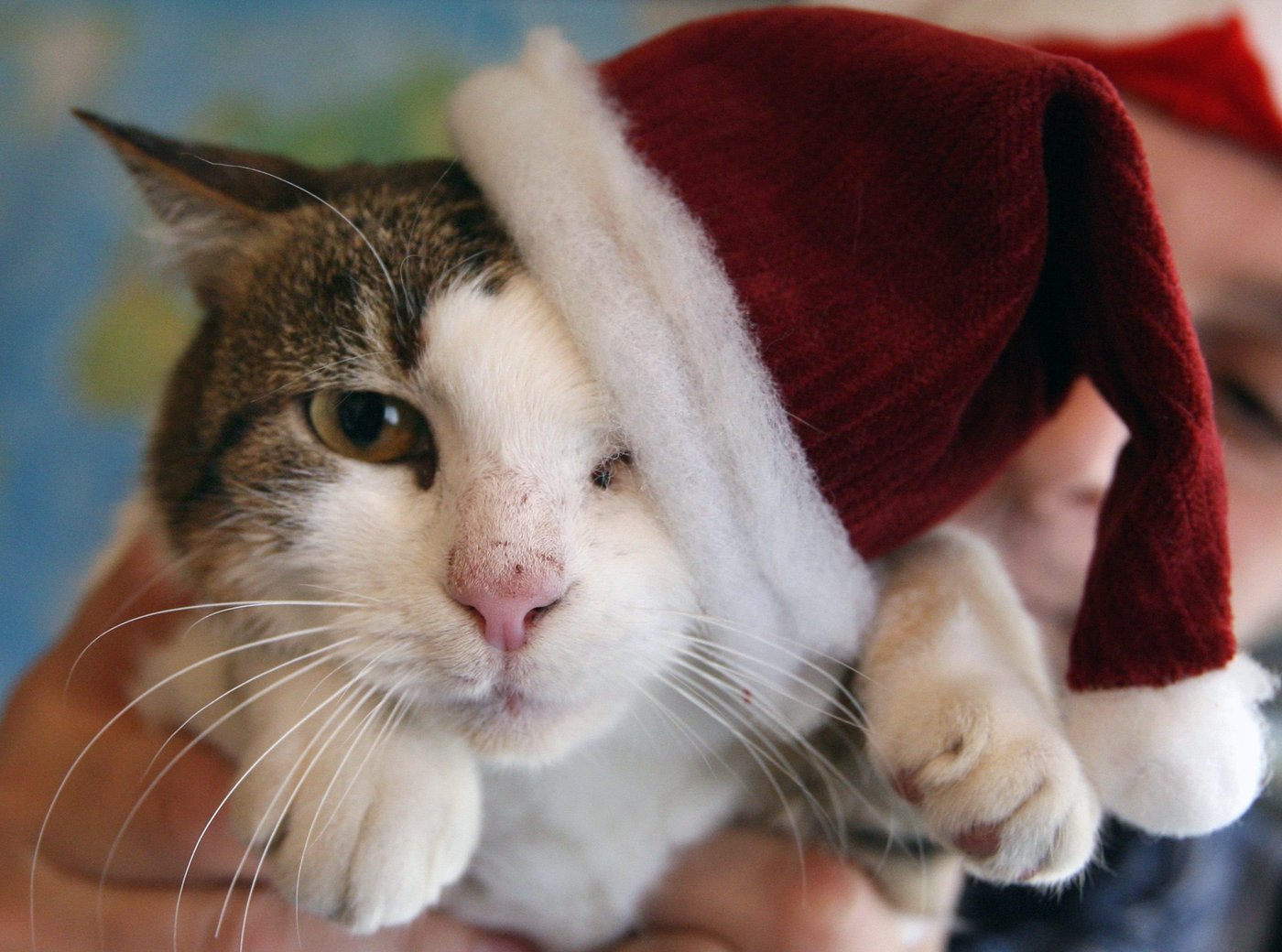 'After all, they're family': Poll finds holiday gatherings still important for most | iNFOnews.ca