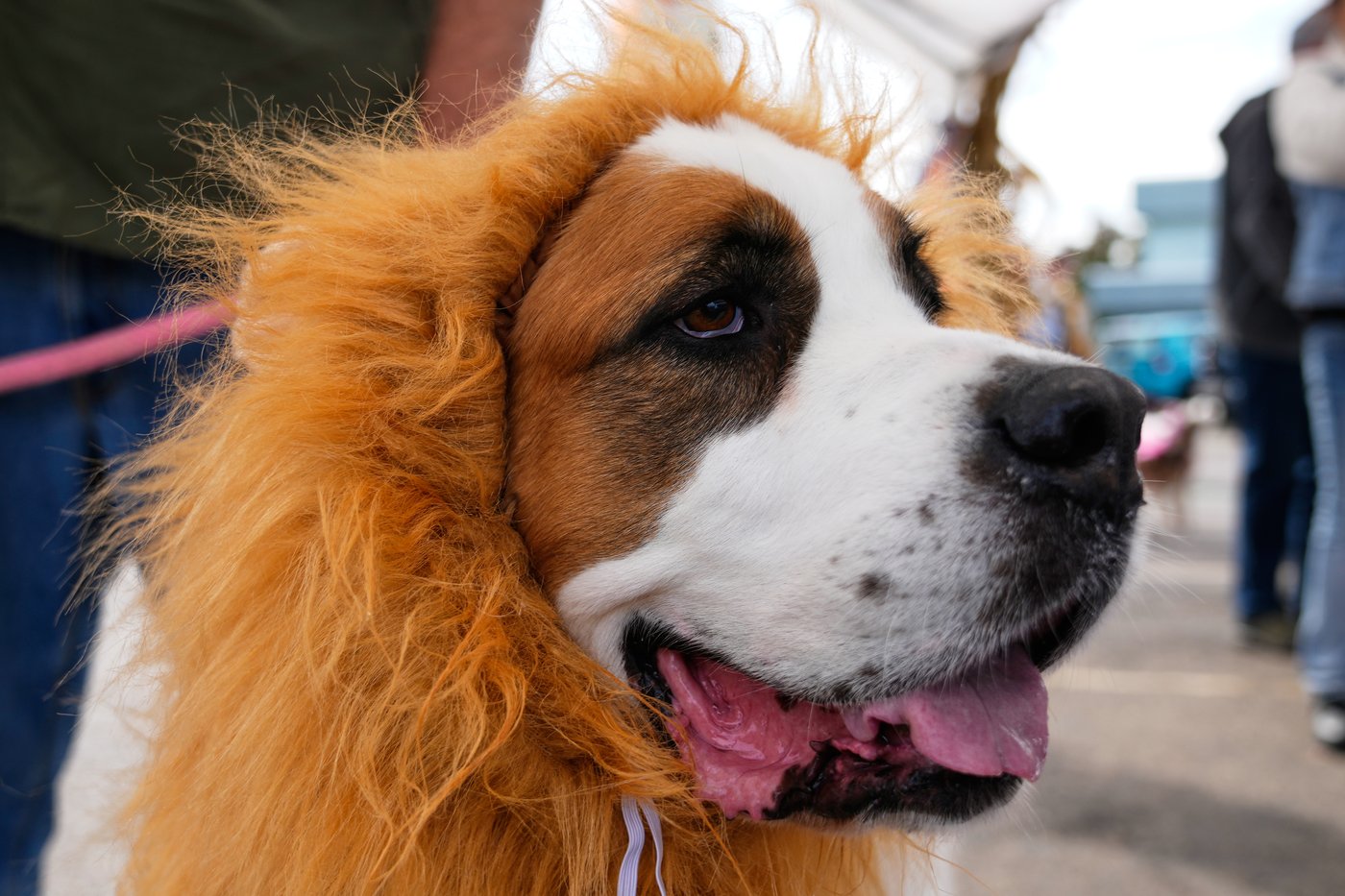 Dozens of costumed canines get their chance to trick-or-treating at Howloween event in Michigan | iNFOnews.ca Dozens of costumed canines get their chance to trick-or-treating at Howloween event in Michigan | iNFOnews.ca