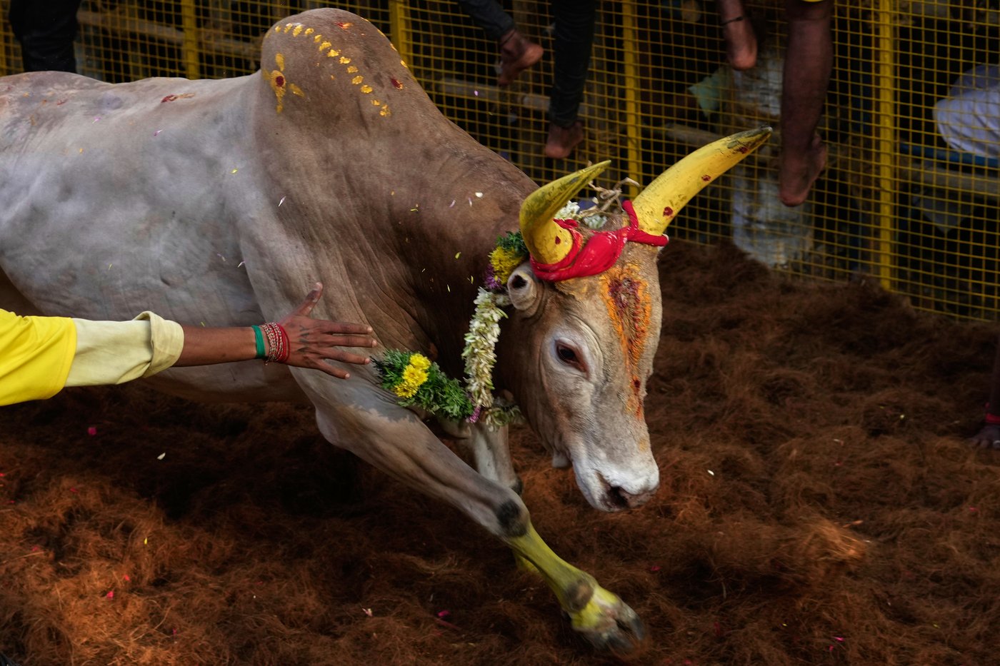 PHOTO ESSAY: Centuries-old bull festival in southern India remains a popular draw | iNFOnews.ca