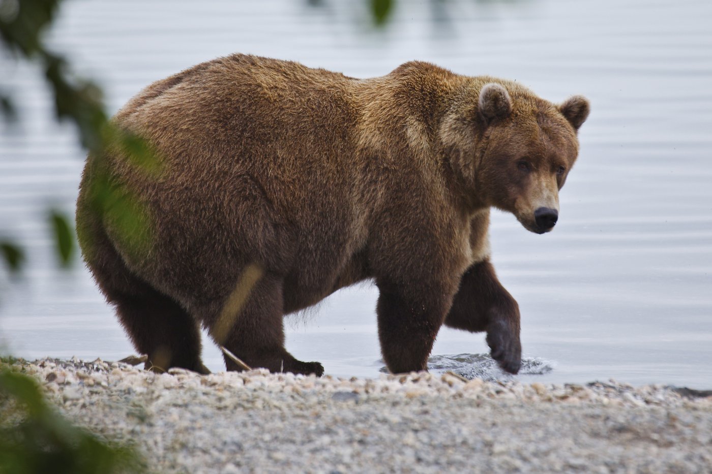 Alaska’s Fat Bear Week kicks off with online voting to crown the most oversized ursine | iNFOnews.ca