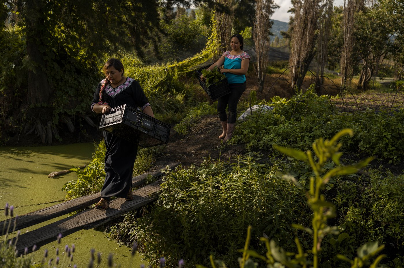 Women in Mexico step up to protect ancient Aztec farms and save a vanishing ecosystem | iNFOnews.ca