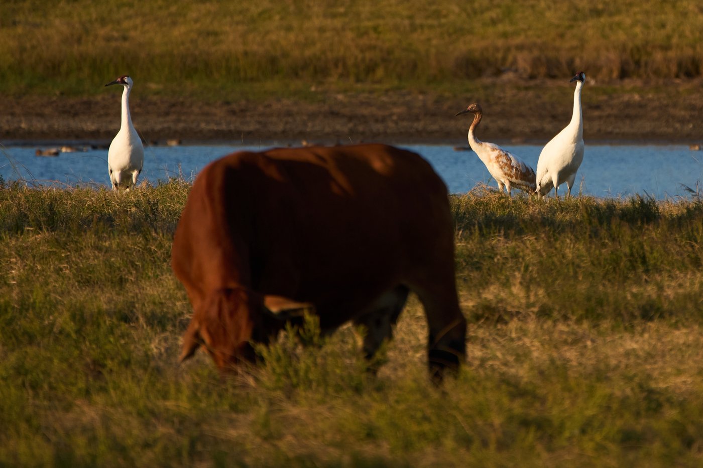 Along the Texas Coast, a new sanctuary aims to protect the endangered and rare whooping crane | iNFOnews.ca