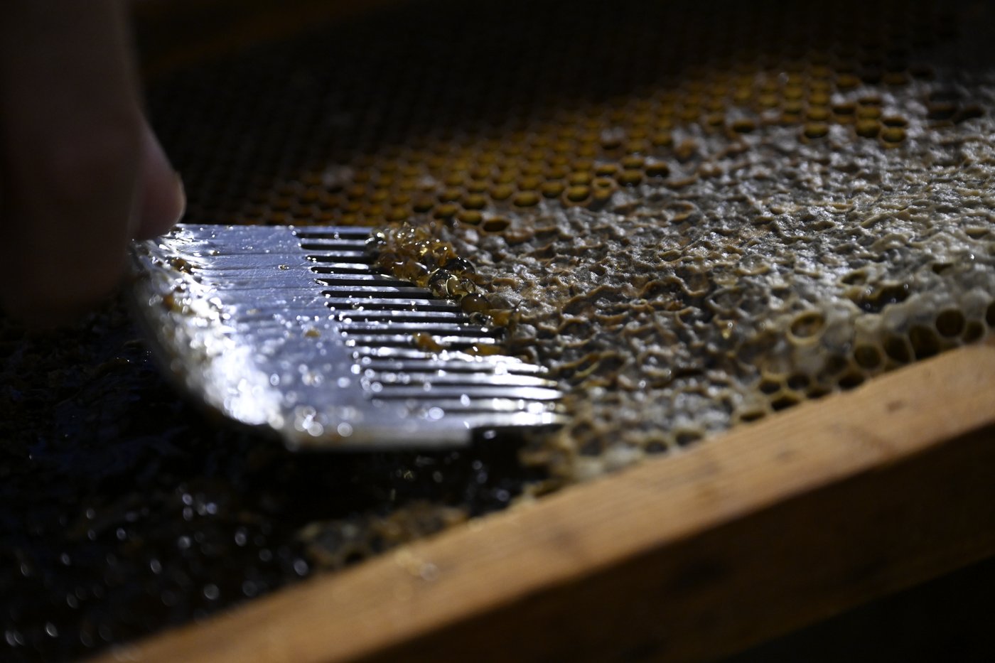 Rooftop beekeeping in Athens: A new buzz in urban ecosystems, in photos | iNFOnews.ca