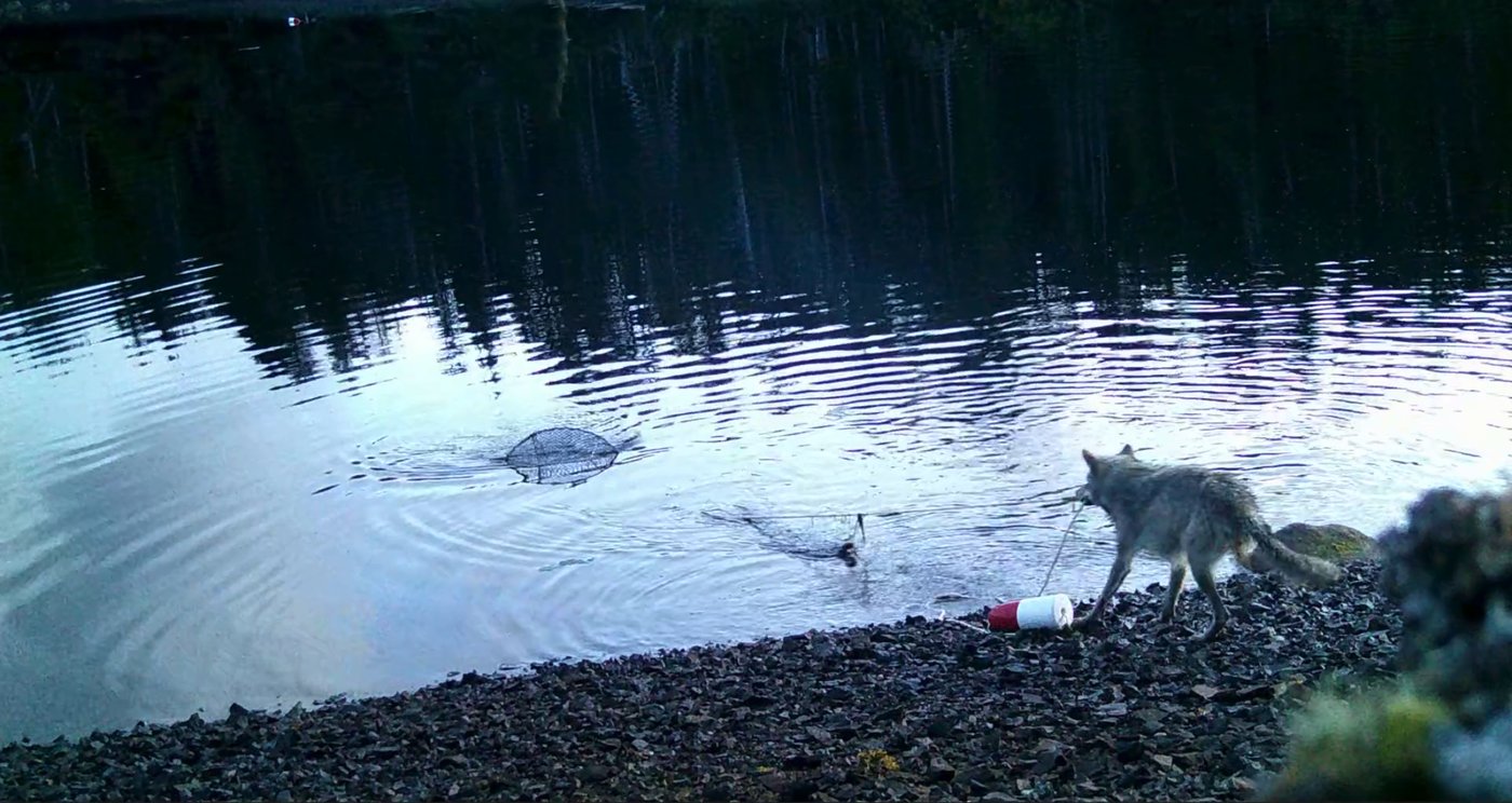 B.C. wolves use line to pull up crab traps in first possible tool use by species | iNFOnews.ca
