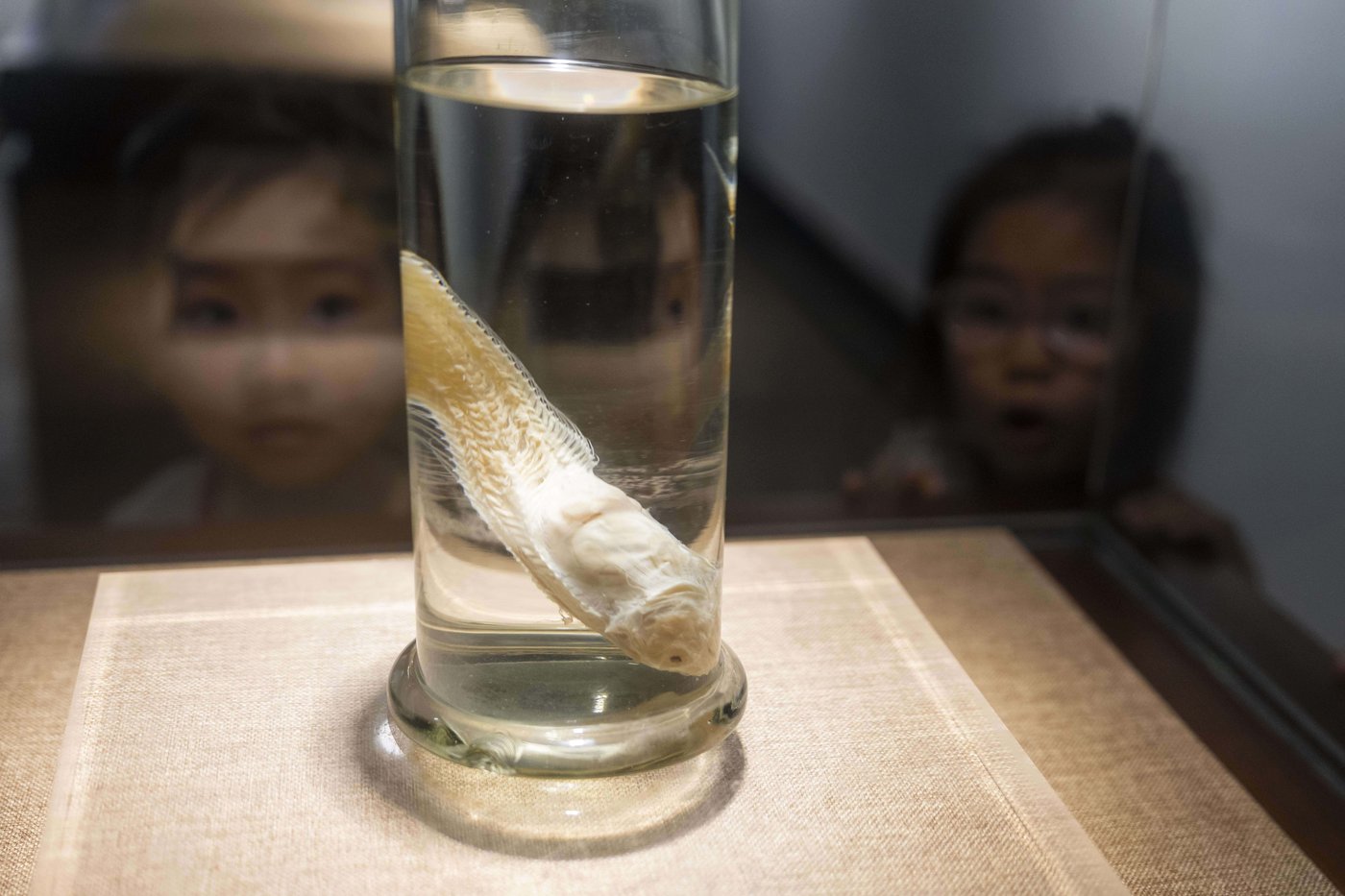 Photos show scientists breeding rare and endangered animals in China’s longest river | iNFOnews.ca