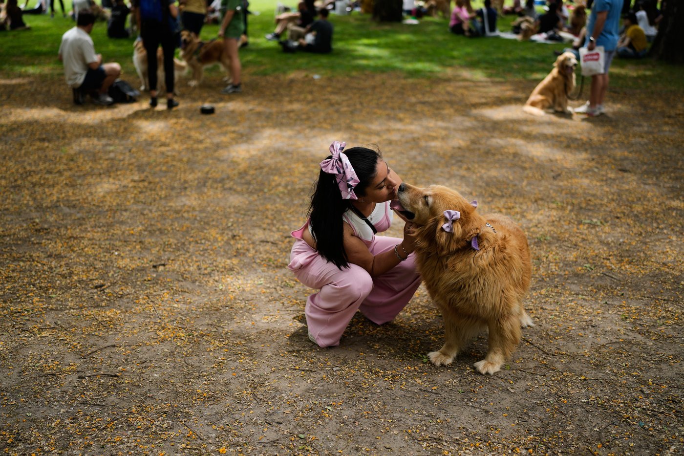Photos of golden retrievers gathered in Buenos Aires for a world record attempt | iNFOnews.ca