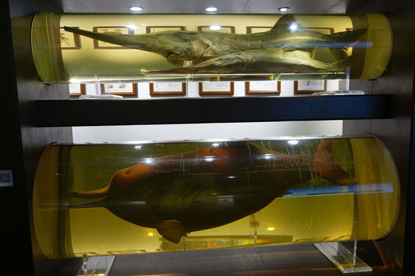Photos show scientists breeding rare and endangered animals in China’s longest river | iNFOnews.ca