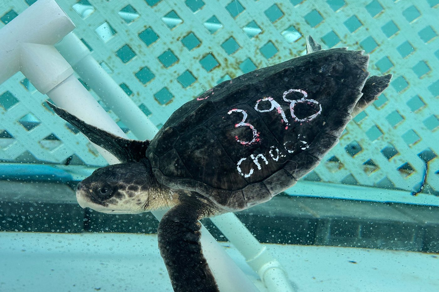 24 endangered sea turtles recovering in Florida after cold stunning off Cape Cod | iNFOnews.ca 24 endangered sea turtles recovering in Florida after cold stunning off Cape Cod | iNFOnews.ca
