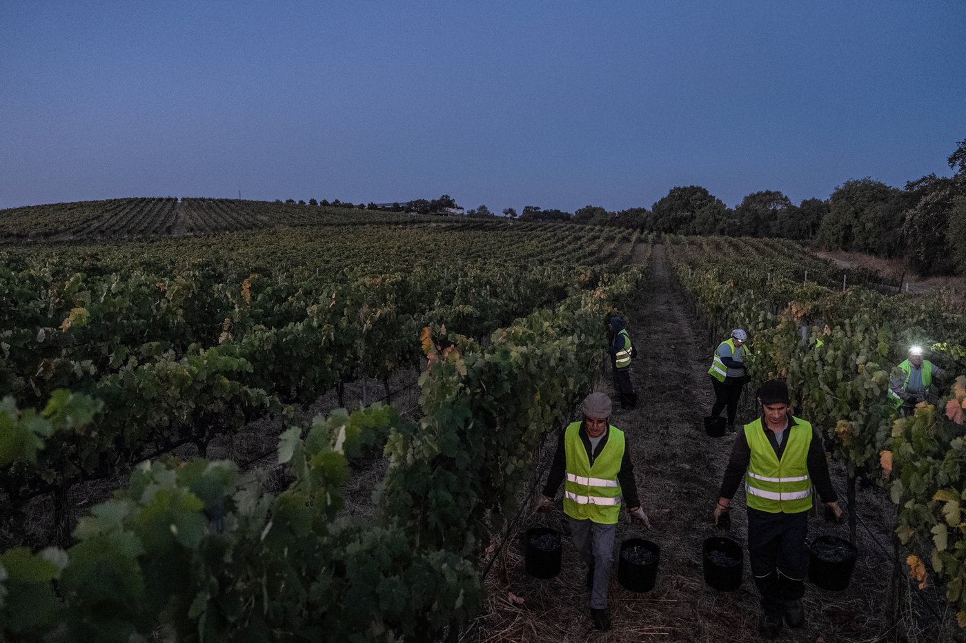 In the cool of a Portugal night, it’s time to pick the grapes | iNFOnews.ca